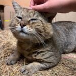 And stayed for the skritches.