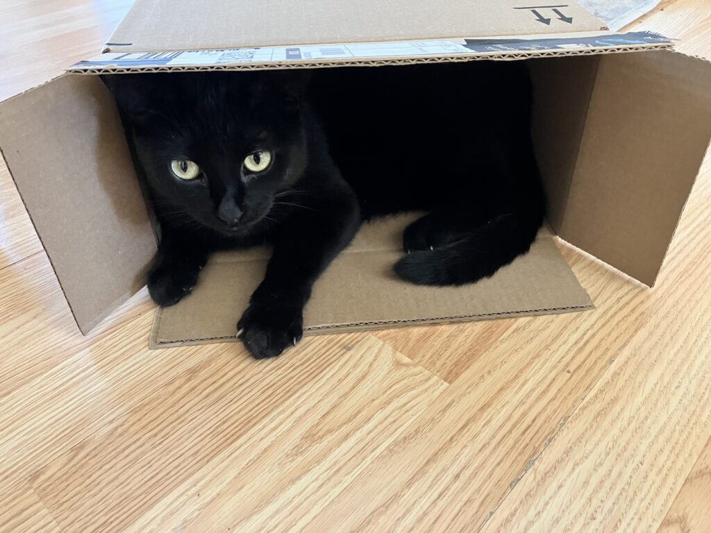 black cat sits in cardboard box on hardwood floor