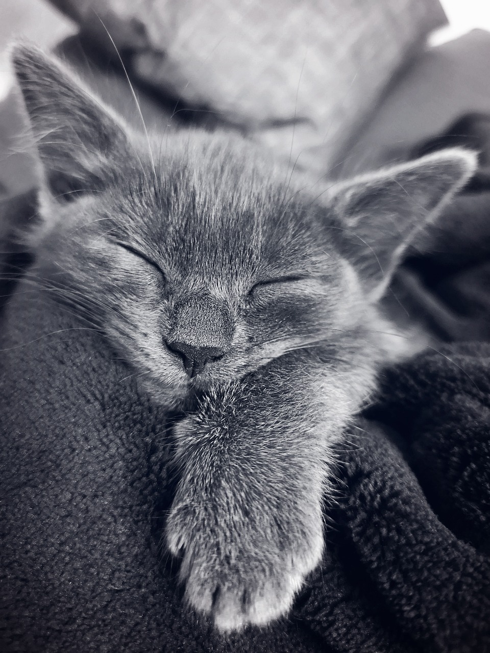 close up of sleeping cat with grey fur