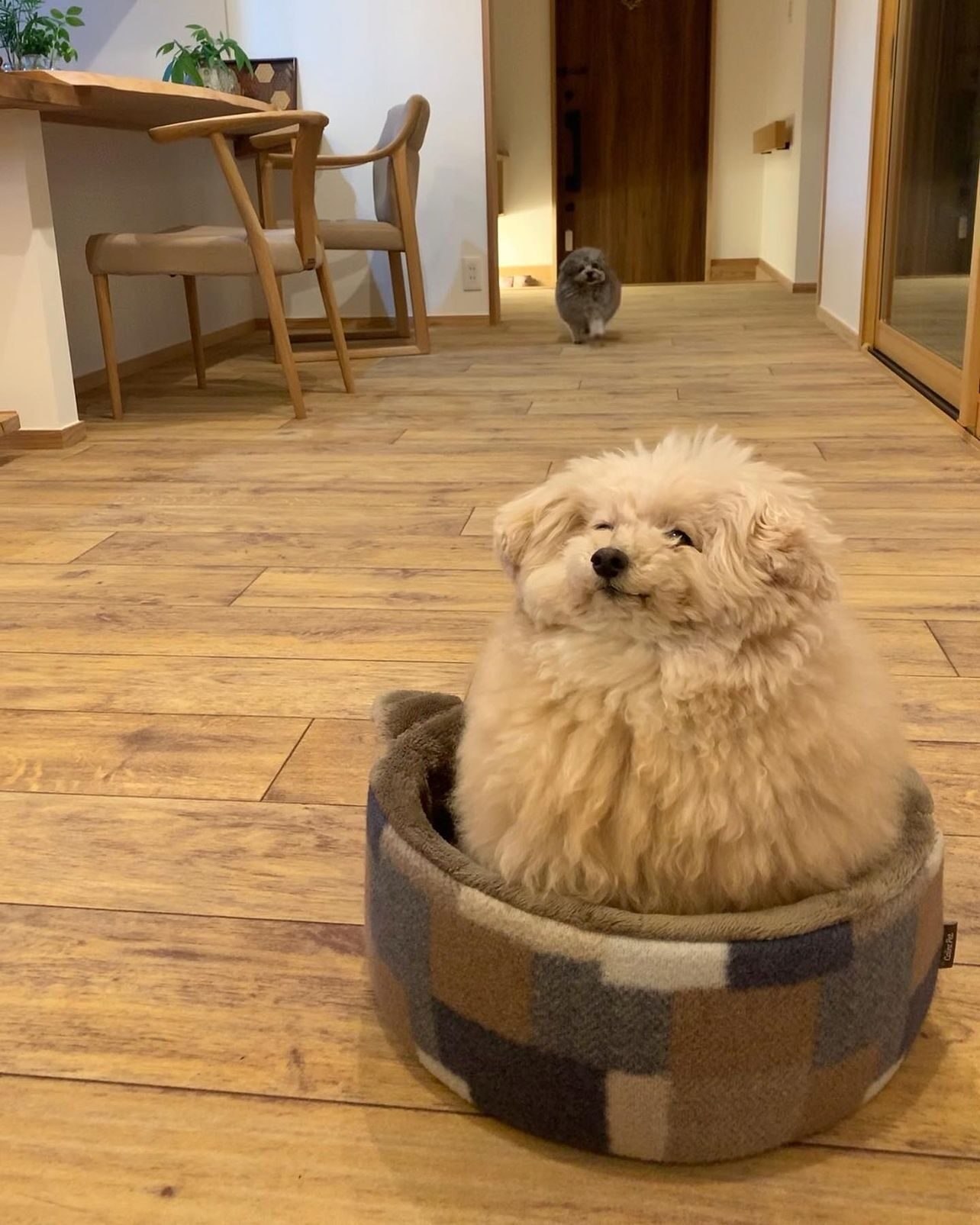 Chubby looking dog sits up right in round dog bed. The dog appears to consume the entire space of the bed