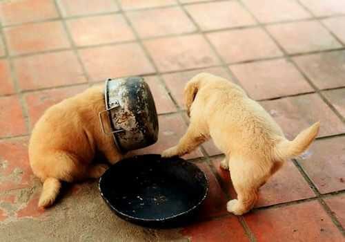 Two Golden retriever puppies play on the floor. One of them is wearing a round food dish on its head.