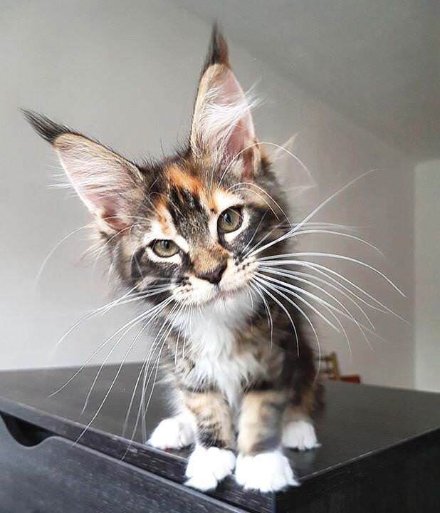 maine coon kitten stares at you with a challenging gaze