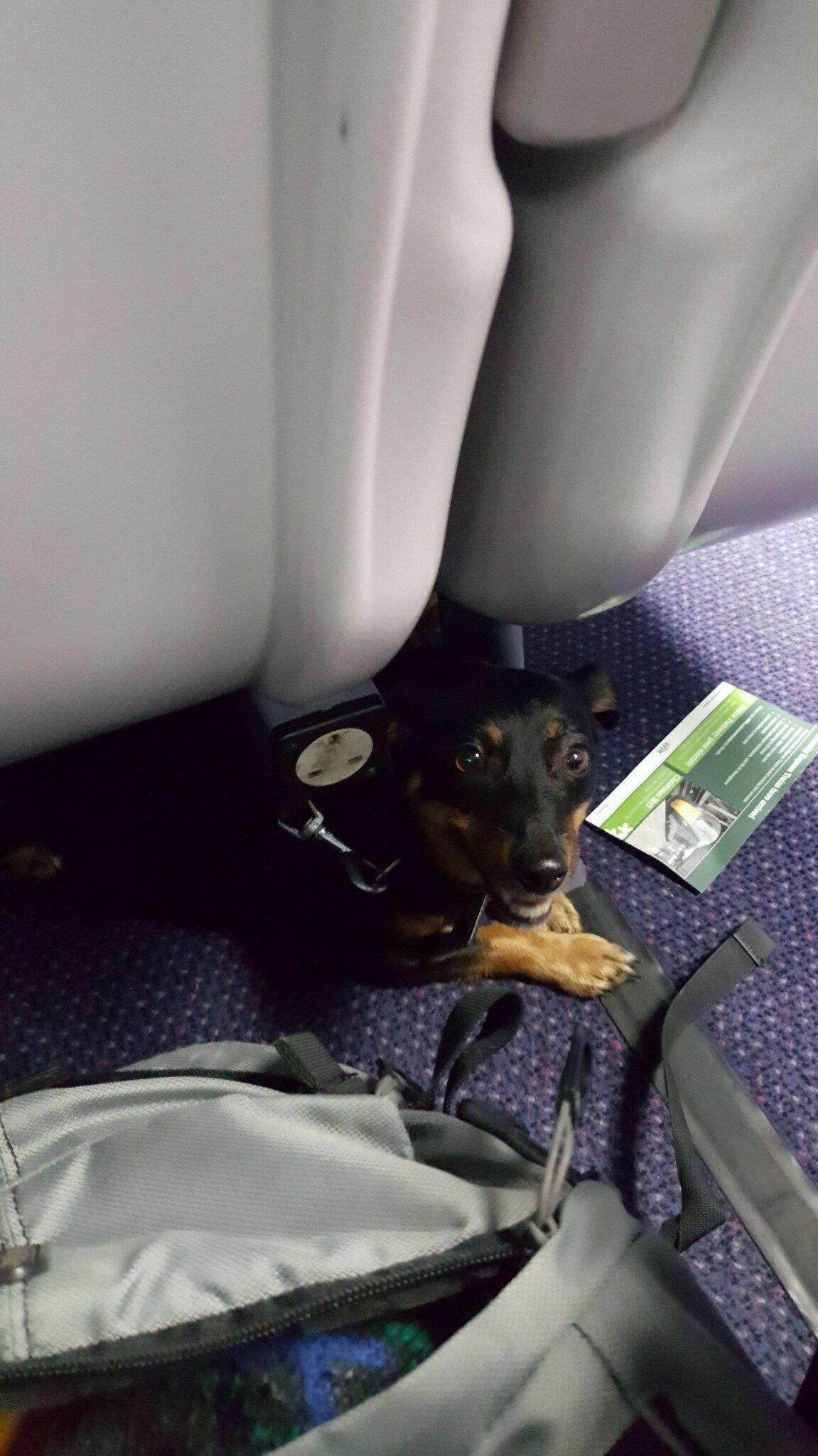 Small black and tan dog peeks out from underneath seat of passenger airliner