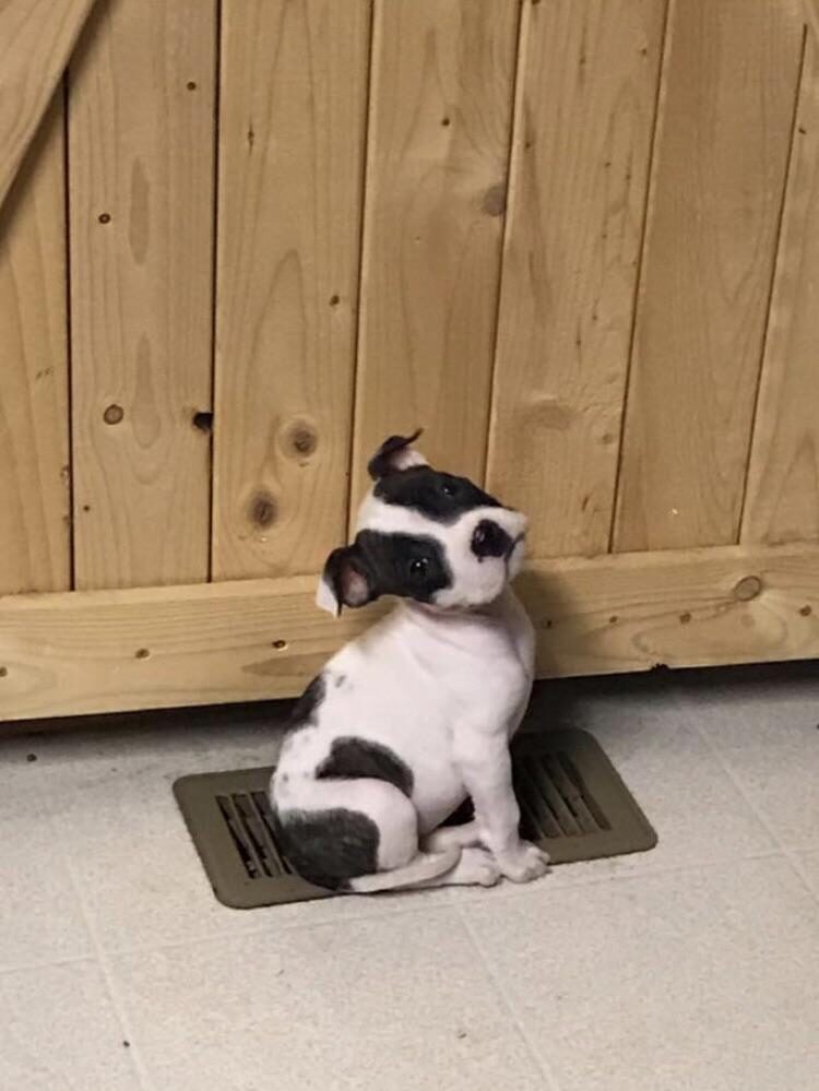 Puppy sits on floor vent