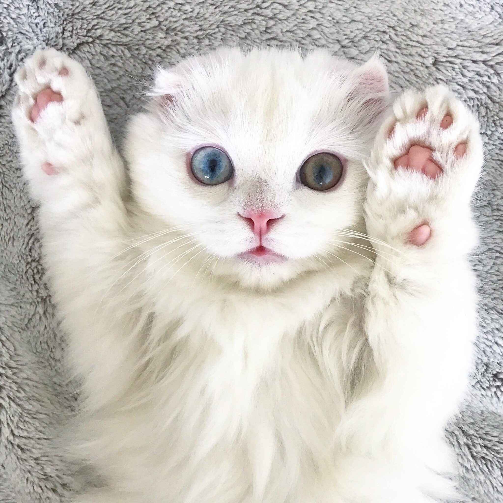 White kitten raises arms 