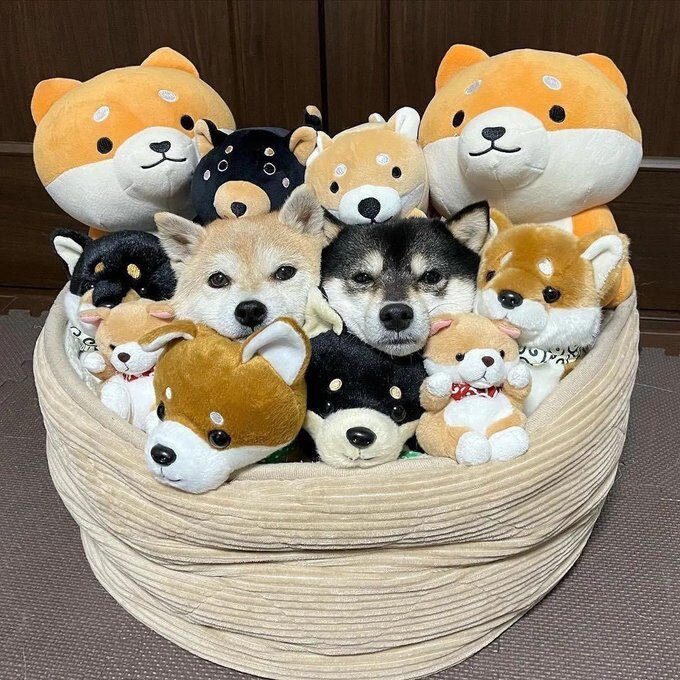 Round cloth basket packed with stuffed toy shiba Inu dogs, with two live Shiba Inu dogs wedged into the center. They do not look particularly happy.