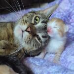 They found the source of that squeaking noise: KITTENS!