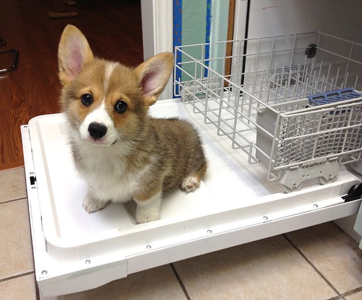 cute corgi puppy stands on open door of empty dishwasher