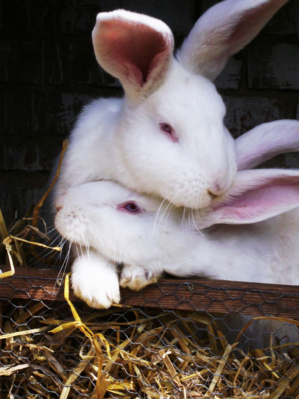 Close up of two rabbits with white fur. One rabbit rests its chin on the head of the other rabbit.