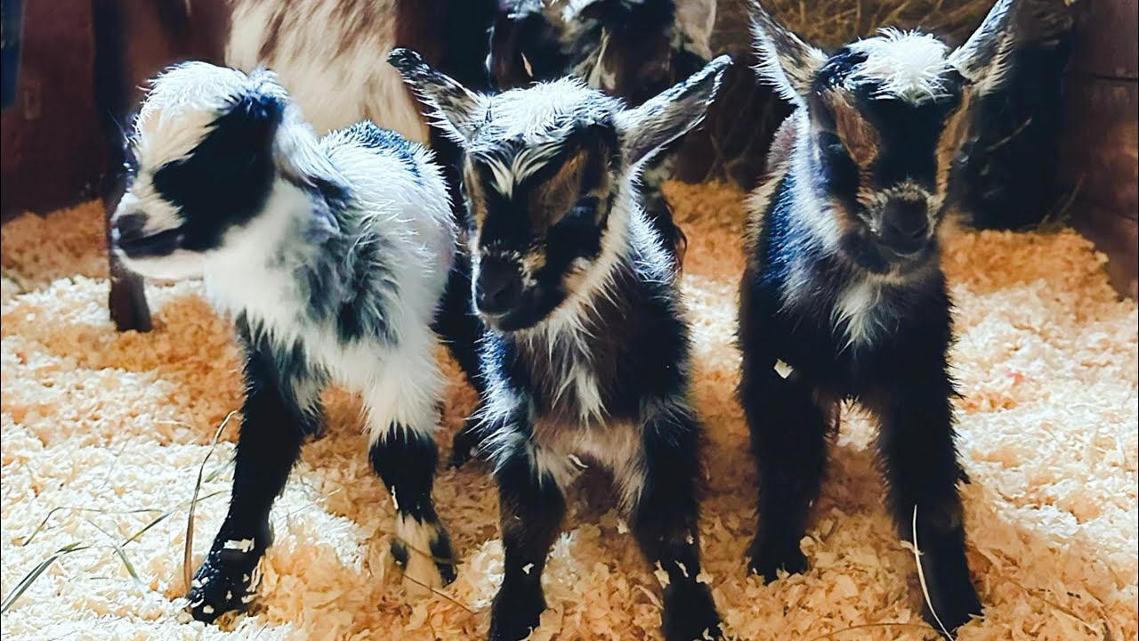 B-b-baby Goats! – CUTETROPOLIS