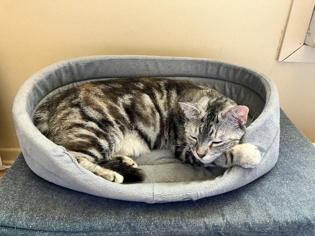 Cat with multicolored stripes curls up in a grey cat bed. 