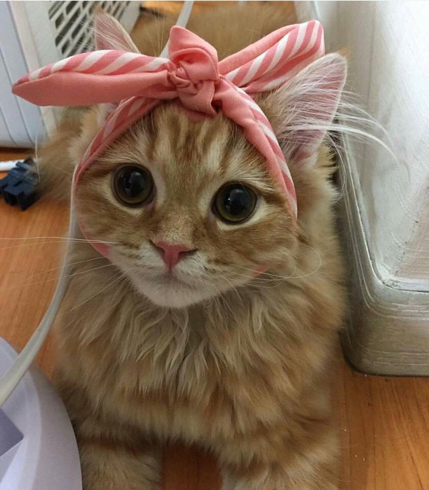 cat wears cloth tied around head with a bow at the top.