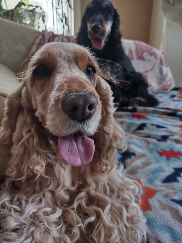 Same dog looks at you. a darker cocker Spaniel dog sits in the background