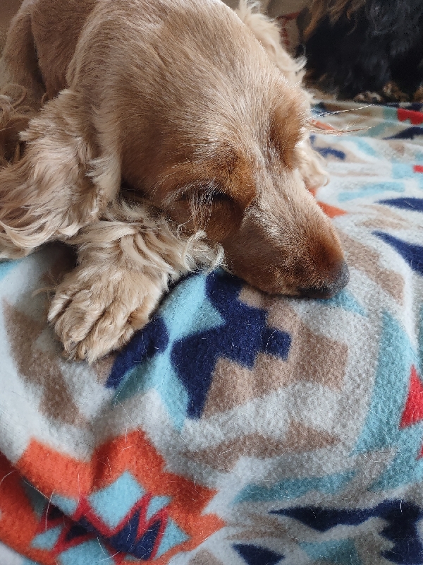 Same cocker Spaniel dog looks down giving us a better look at her long eyelashes