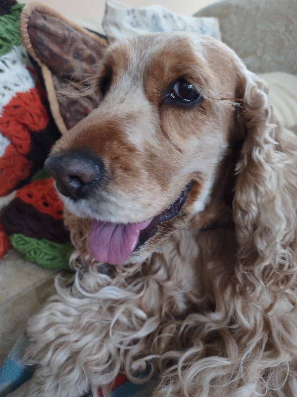 Cute cocker spaniel dog with surprisingly long eyelashes looks at the camera