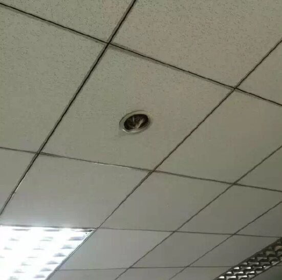 Cat looks down from small hole in ceiling
