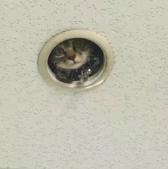 closer look of cat in ceiling