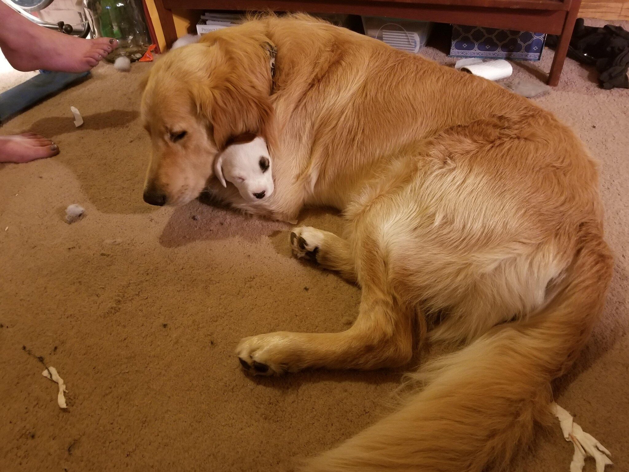 Large golden retriever cuddles up to a small white puppy. we can only see the puppies head peeking out from the giant dog's arm
