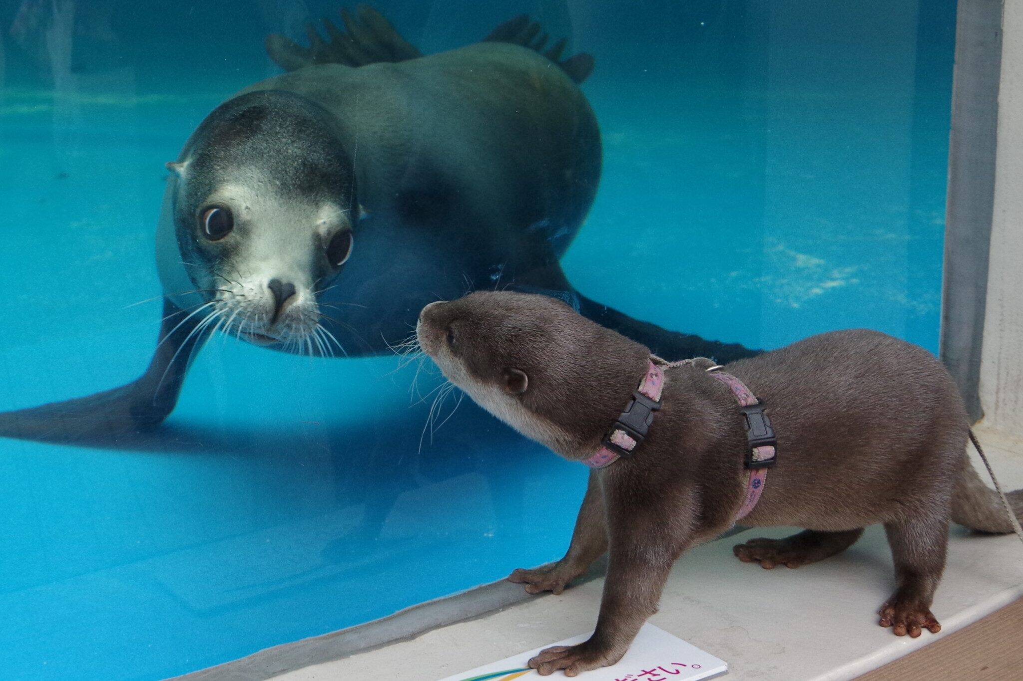 An otter looks through a window into an aquarium. From inside, a sea lion stares back. Their poses are nearly identical, like a mirror image.