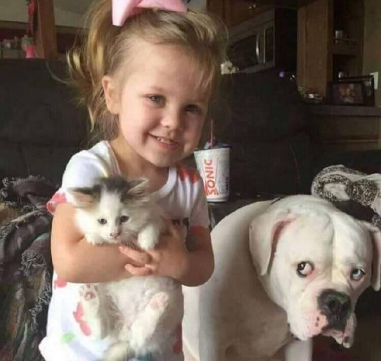 Cute little girl hugs a adorable fluffy kitten. Next to them a large dog looks at them mournfully