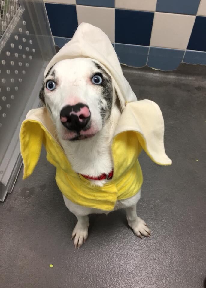 Dog wearing banana costume