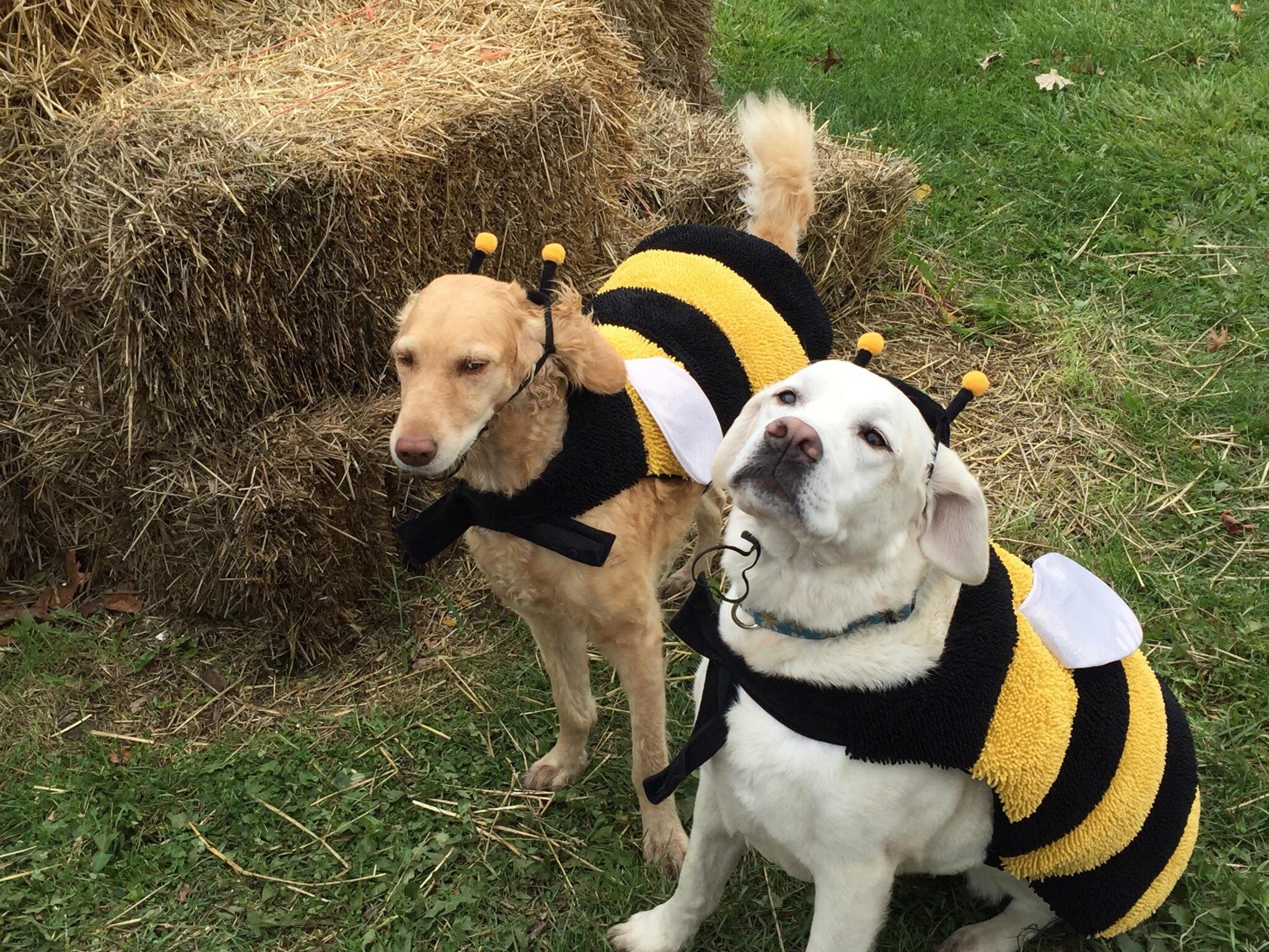 Two Golden retriever dogs wearing bee costumes