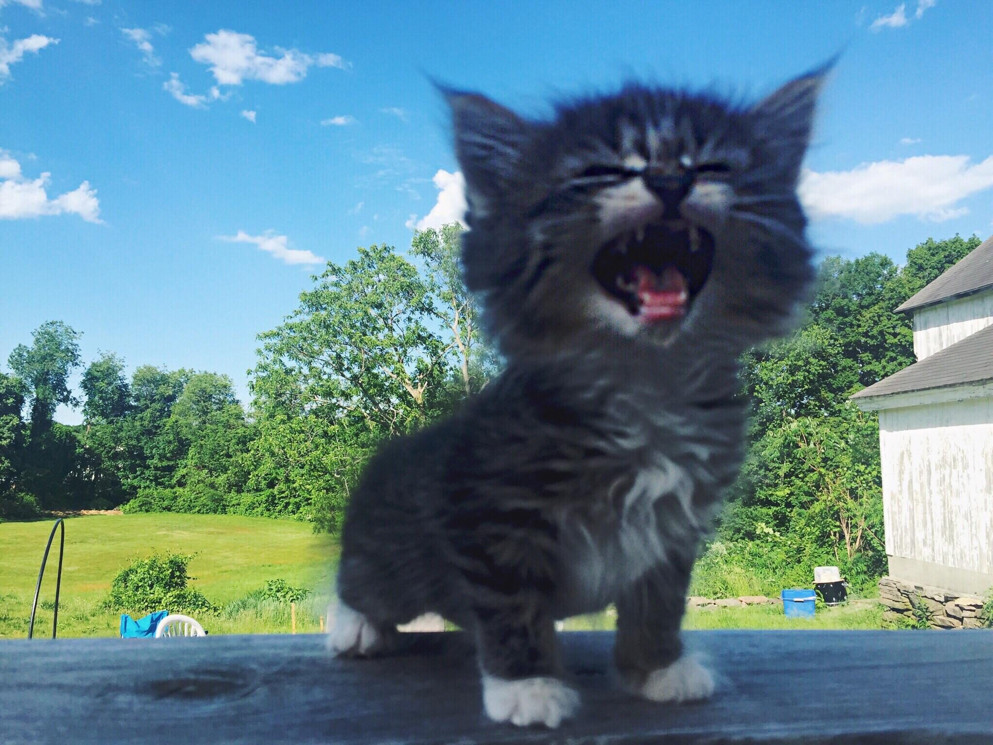 Kitten stands in table outside. Due to a trick in perspective the kitten looks just as large as a nearby house