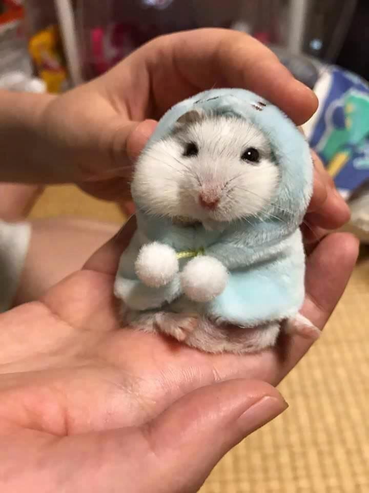 white hamster being held by a pair of hands. The hamster wears a furry blue hood with a drawstring ending in two large white balls.