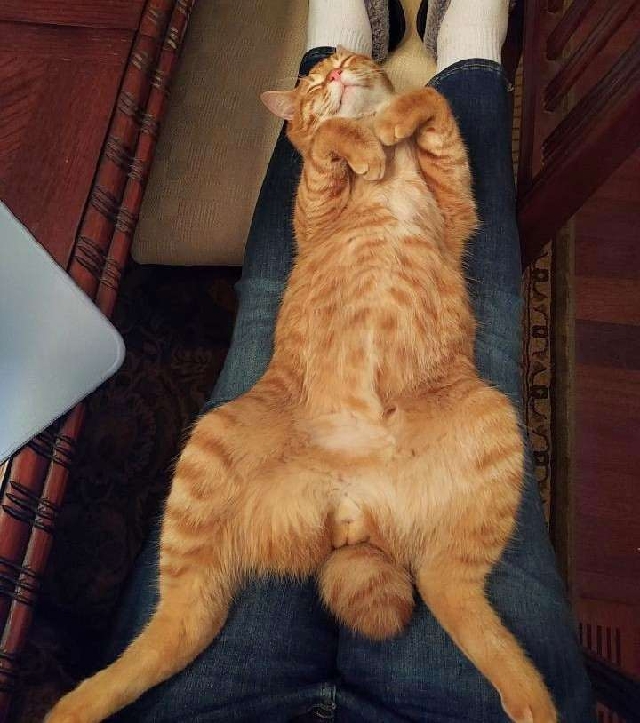 Orange cat lies on his back stop a pair of reclining human legs. 
