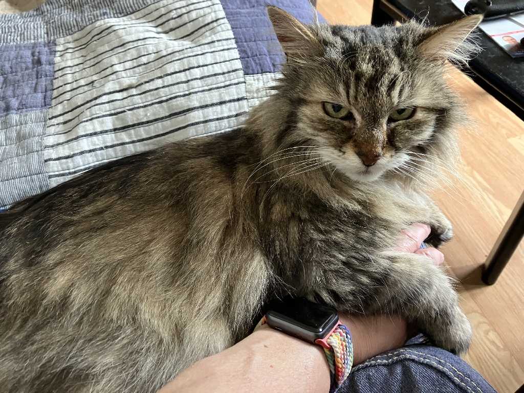 Close up of cat sitting on lap