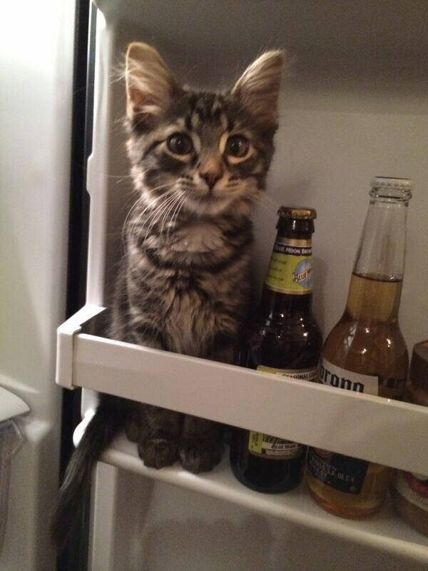 Kitten sits inside a refrigerator, next to two bottles of beer