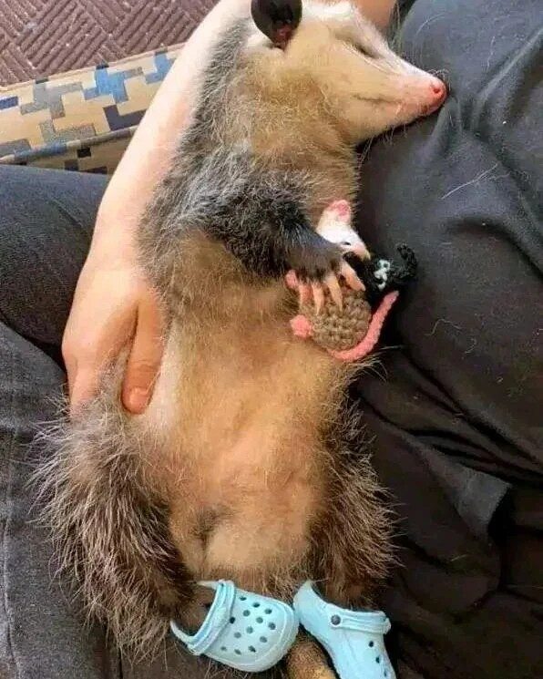 sleeping possum holding a tiny stuffed possum, wearing Crocs sandals