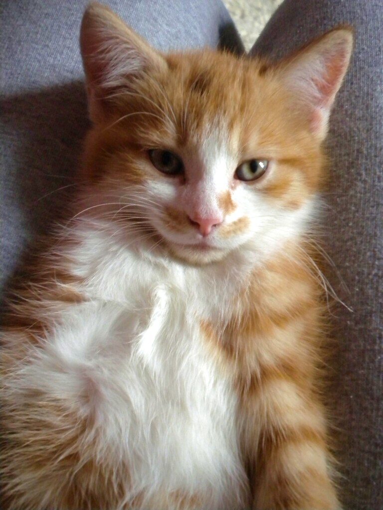 Close up of a orange and white kitchen lying on its back, exposing its fluffy chest.