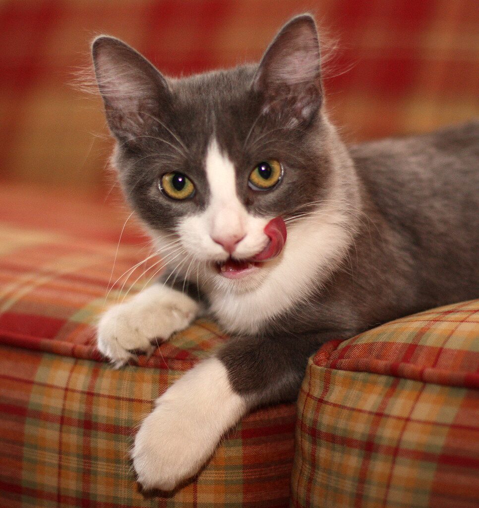 Close up of a cat licking its chops