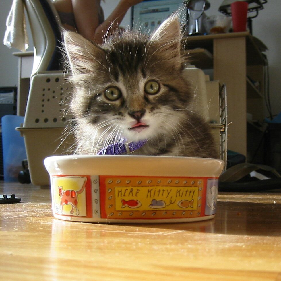 It's blep-a-licious! Kitchen looks up at you while eating from a small flat bowl on the floor. The smallest tip of her tongue is speaking out from her mouth.
