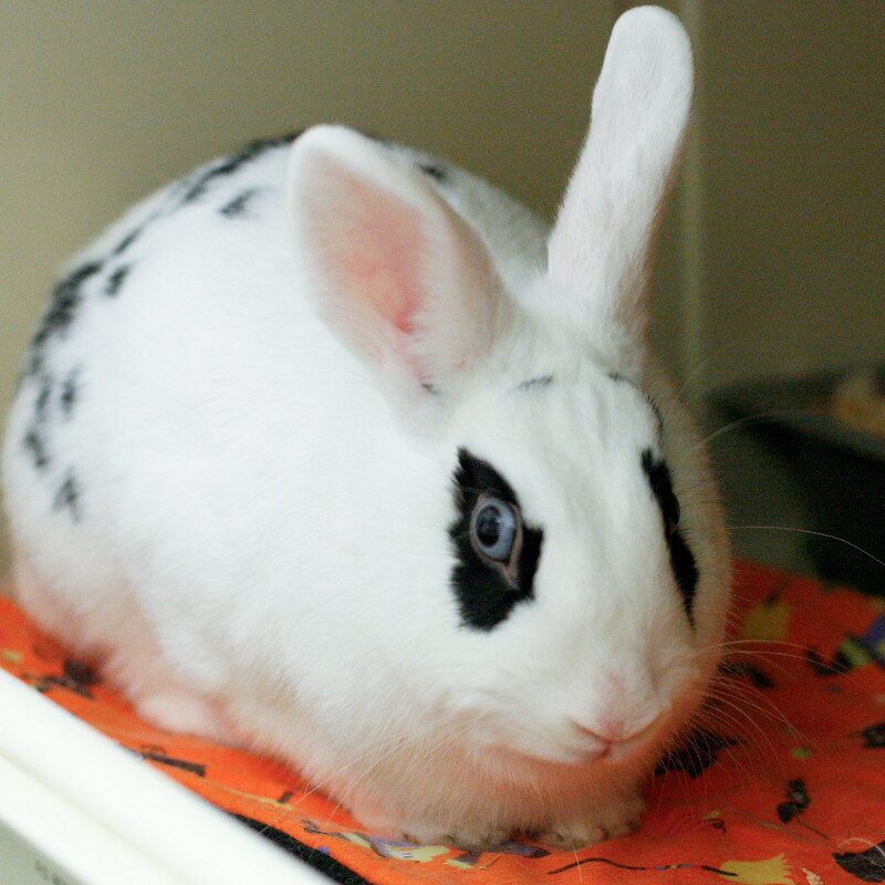 White bunny with patches of black fur around her eyes