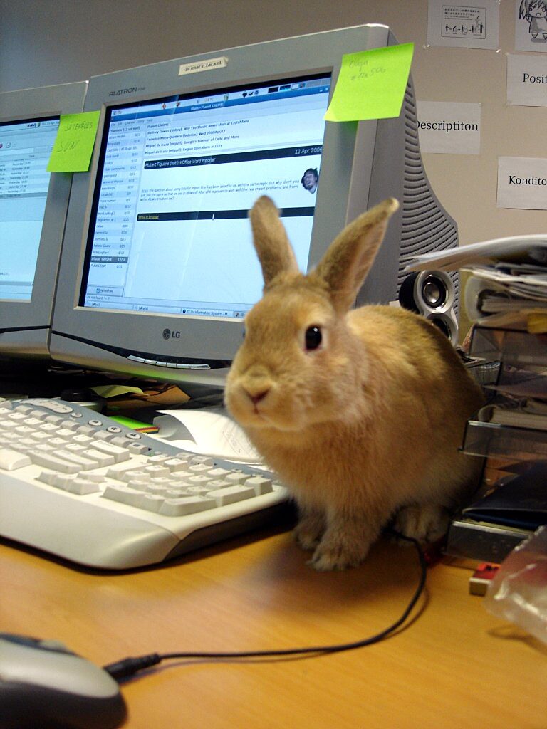 Rabbit on office desk next to computer monitors and stack of papers