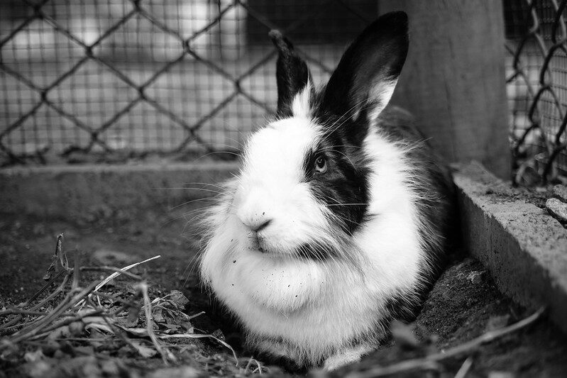 Black and white rabbit looks up with its eyes, appearing to be a bit bored