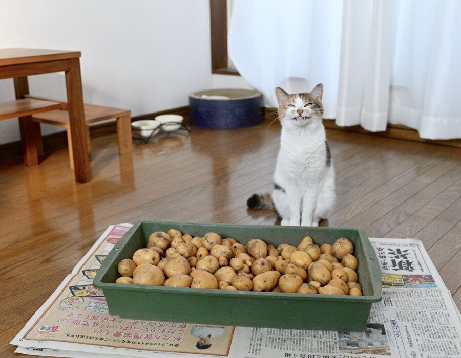 Cat stands behind a tray full of small potatoes. the cat appears to be smiling as if proud.