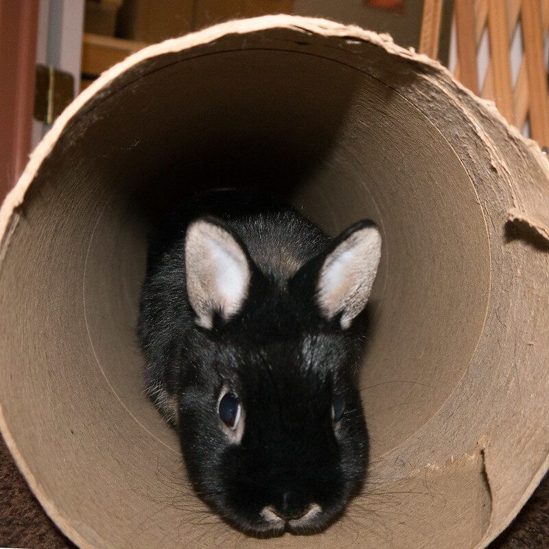 An all-black rabbit sits inside a large cardboard tube. 
