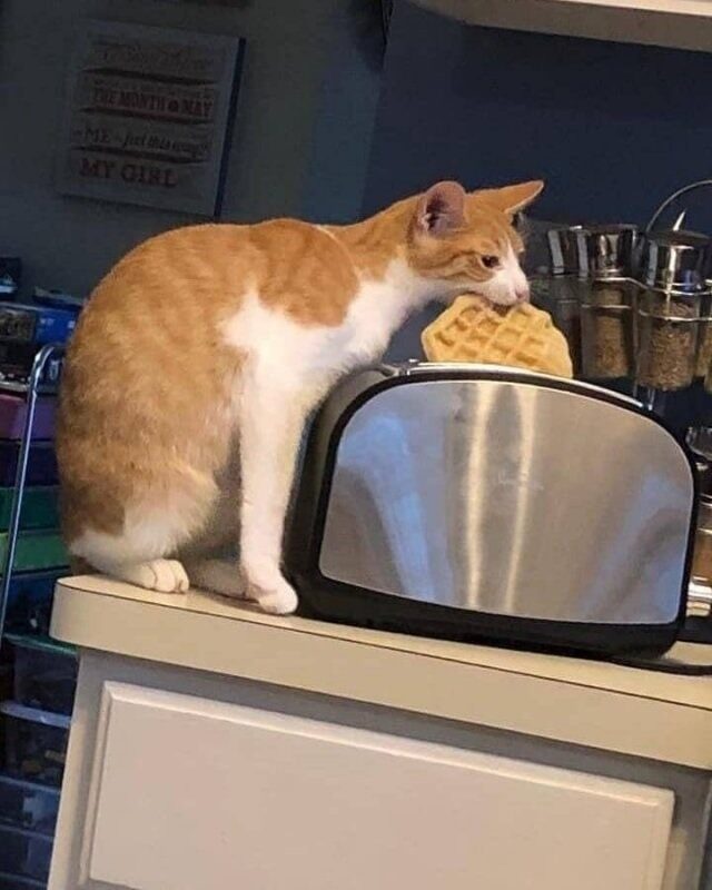 Cat lifts toaster waffle from a toaster with its mouth