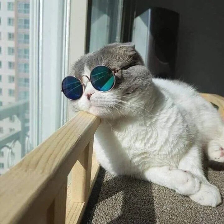 Cat wears sunglasses and rests his tired head next to a window