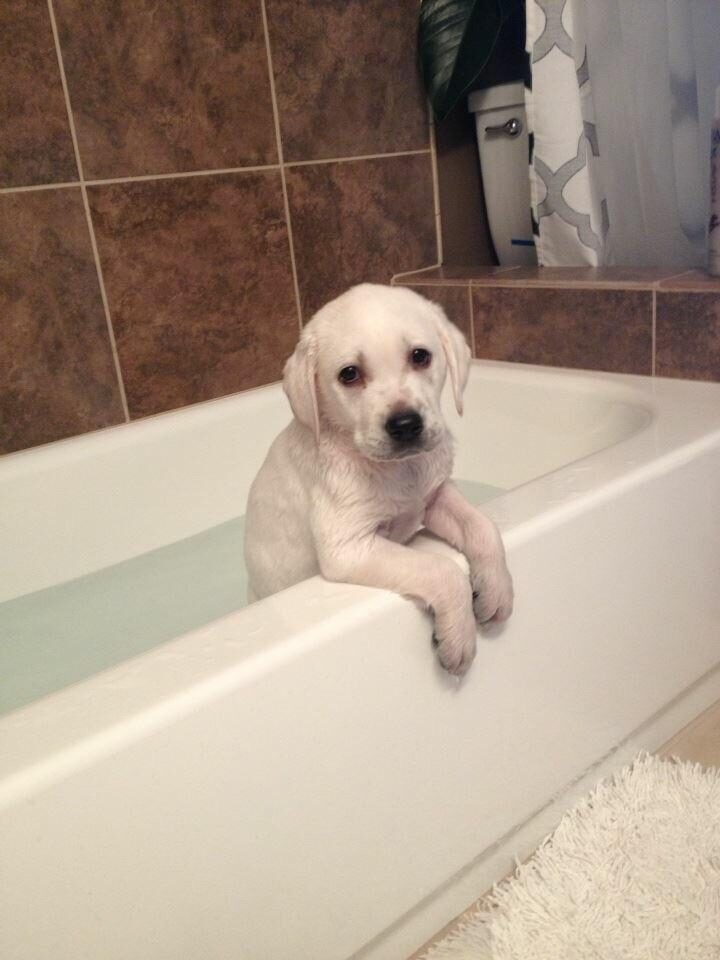 White puppy sits forlornly in bathtub, rests arms on the tub edge