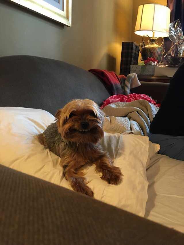 Small Yorkshire Terrier sits on top of a white pillow on the sofa. He seems to be smiling suspiciously