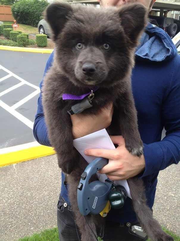 A puppy with dark brown fur that looks uncannily like a bear cub