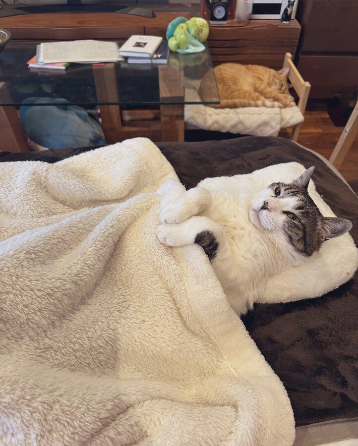 Cat lies on its back in a small bed