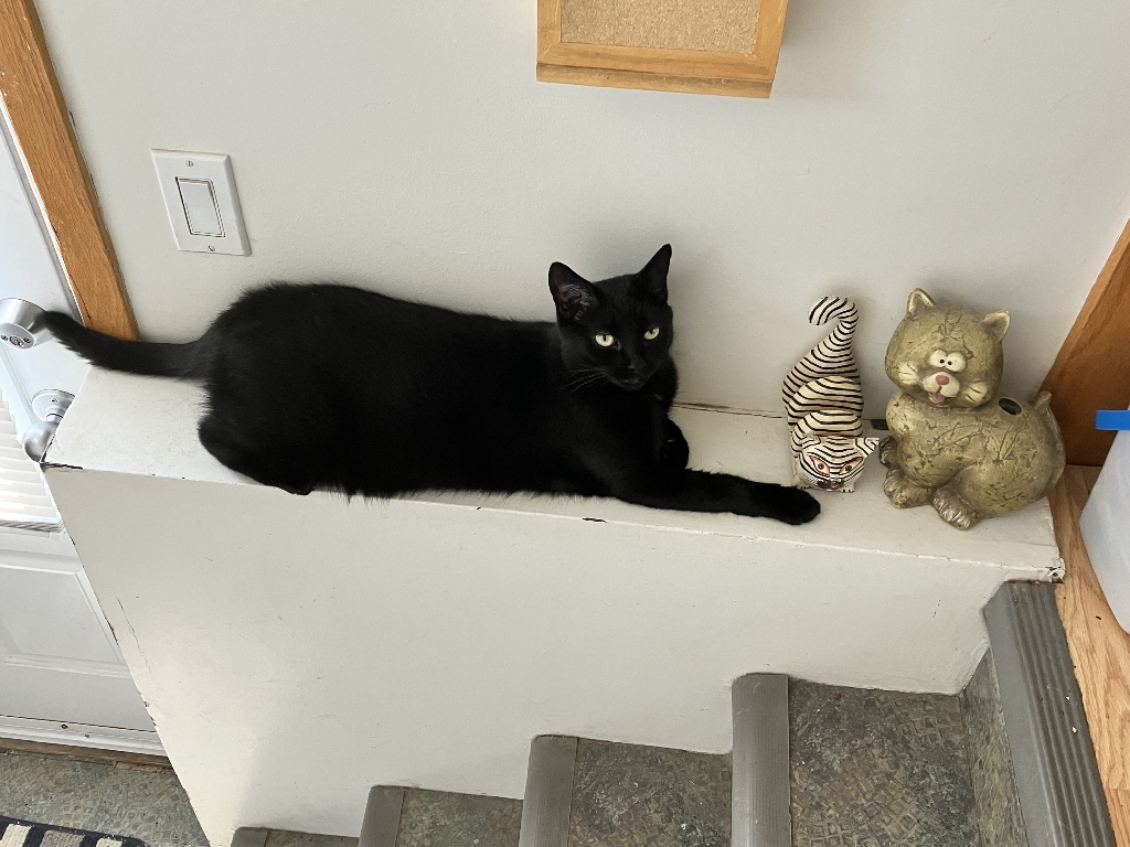 Black cat rests on a shelf near a staircase. beside him are two knick knack cats.