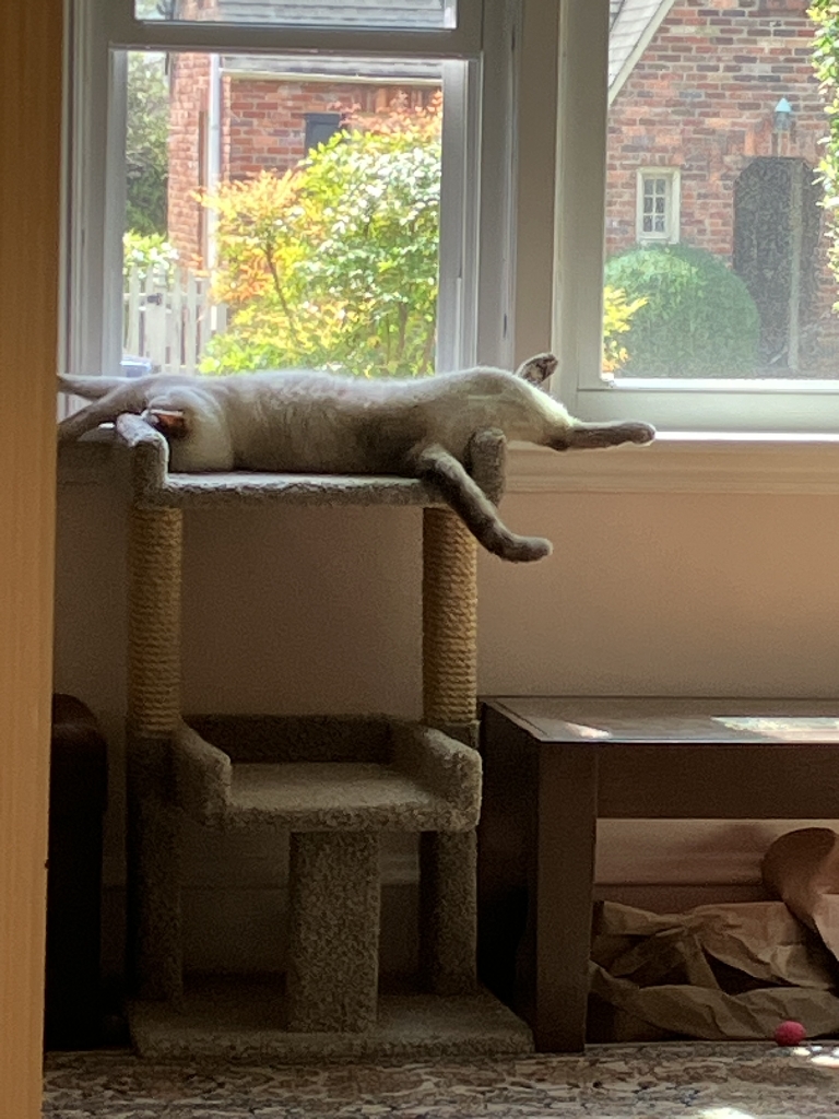 A cat stretches out asleep on a platform near a window. 