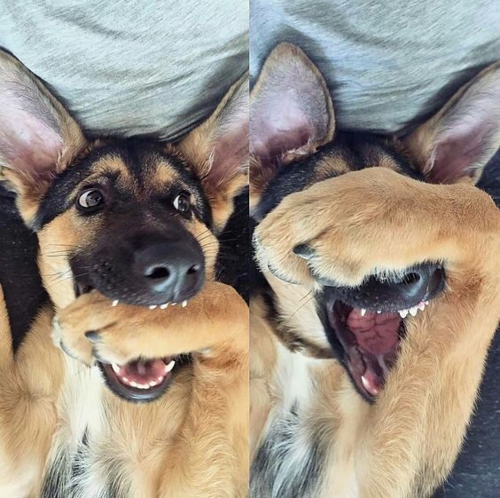 Two photos of the same German shepherd, side by side. In the first photo the dog is playfully biting on its front paw. In the second photo the dog is covering his eyes with the same paw.