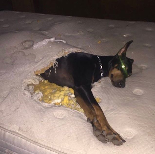 Doberman Pinscher dog reclines on a mattress with a large hole in it the lower half of the dog is inside the hole